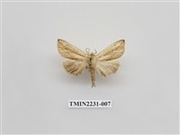 藏品(單排舟蛾)的圖片